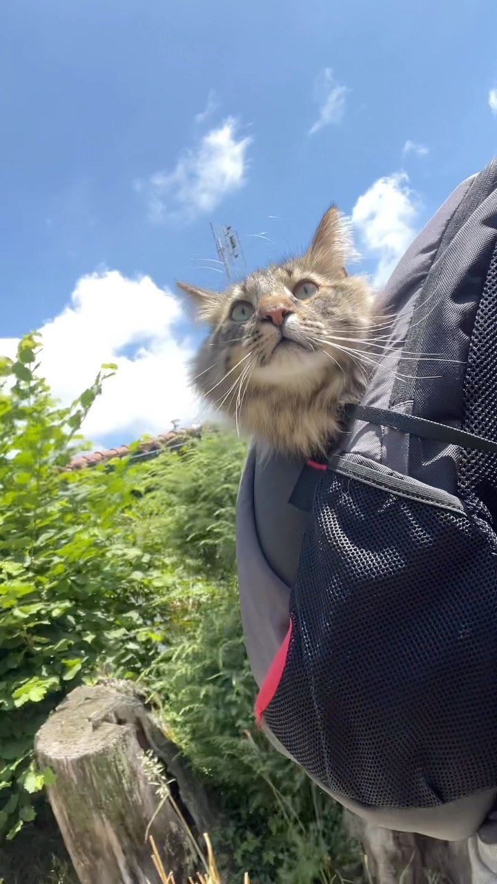 Exploring together on two wheels with my feline companion. 🚲😺 Witnessing my cat embrace the beauty of nature during our cycling adventures is truly special. #CyclingCompanions #serenemoments #mtblife #catlife #mtb #catlovers #mtblove